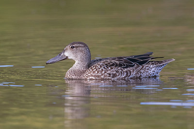 BUITEN BEELD Foto: 317574