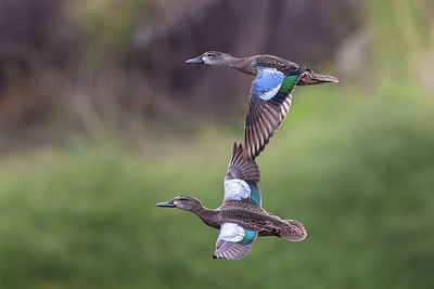 BUITEN BEELD Foto: 317580