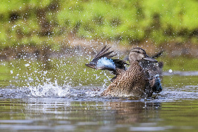 BUITEN BEELD Foto: 317583