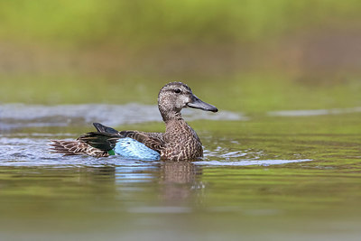 BUITEN BEELD Foto: 317584