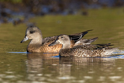 BUITEN BEELD Foto: 317585