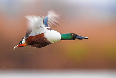 BUITEN BEELD Foto: 317590