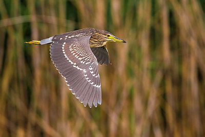 BUITEN BEELD Foto: 317616