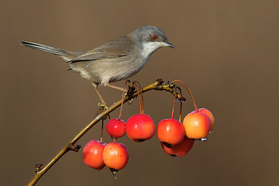 BUITEN BEELD Foto: 317626