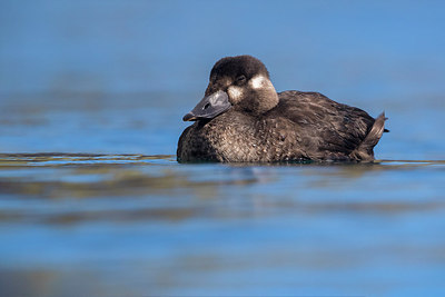 BUITEN BEELD Foto: 317642