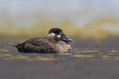 BUITEN BEELD Foto: 317645