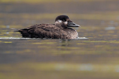 BUITEN BEELD Foto: 317646