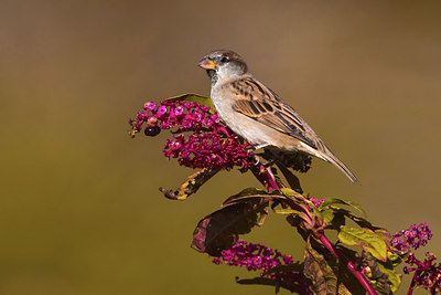 BUITEN BEELD Foto: 317649