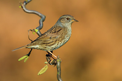 BUITEN BEELD Foto: 317668