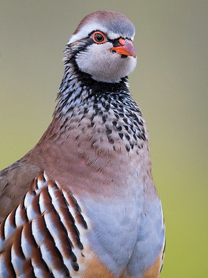 BUITEN BEELD Foto: 317674