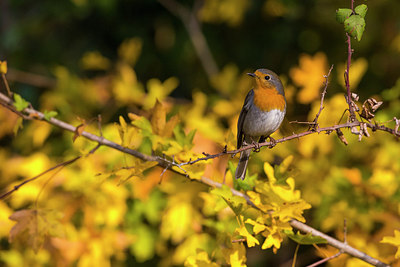 BUITEN BEELD Foto: 317677