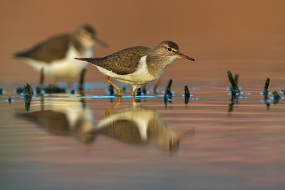 BUITEN BEELD Foto: 317691