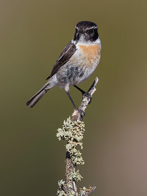 BUITEN BEELD Foto: 317739