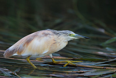 BUITEN BEELD Foto: 317742