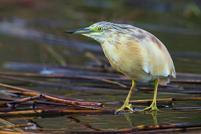 BUITEN BEELD Foto: 317745