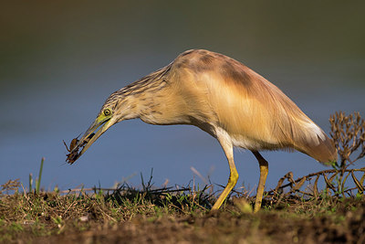 BUITEN BEELD Foto: 317747