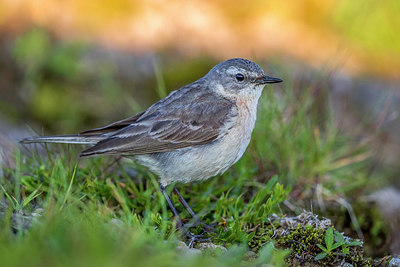 BUITEN BEELD Foto: 317758