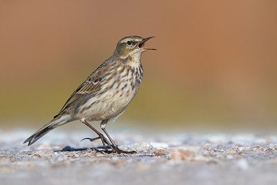 BUITEN BEELD Foto: 317759