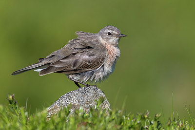 BUITEN BEELD Foto: 317763