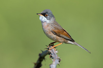 BUITEN BEELD Foto: 317774