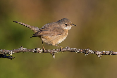 BUITEN BEELD Foto: 317791