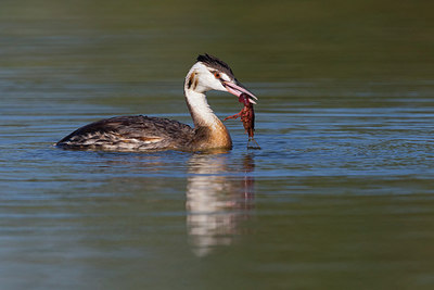 BUITEN BEELD Foto: 317813