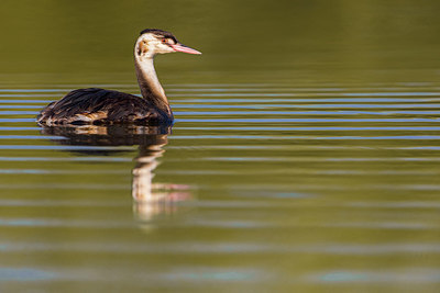 BUITEN BEELD Foto: 317818