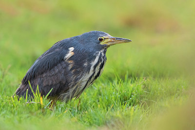 BUITEN BEELD Foto: 317832