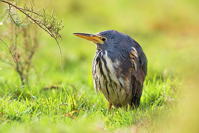 BUITEN BEELD Foto: 317833