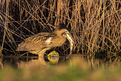 BUITEN BEELD Foto: 317841