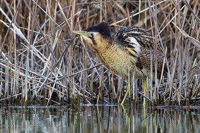 BUITEN BEELD Foto: 317842
