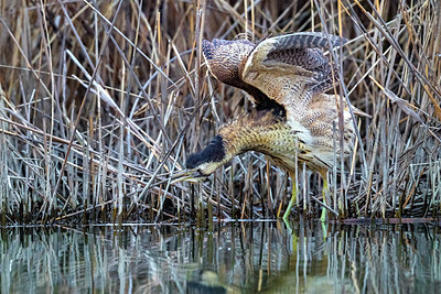 BUITEN BEELD Foto: 317844