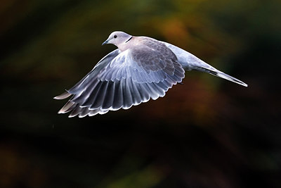 BUITEN BEELD Foto: 317846