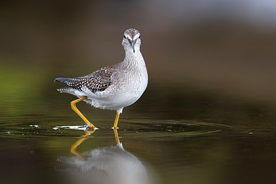 BUITEN BEELD Foto: 317862