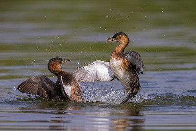 BUITEN BEELD Foto: 317871