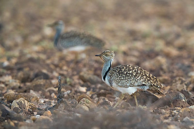 BUITEN BEELD Foto: 317876