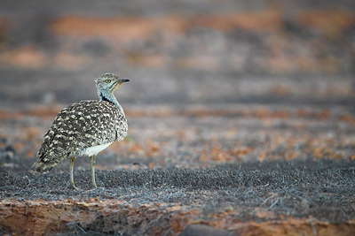 BUITEN BEELD Foto: 317884