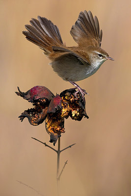 BUITEN BEELD Foto: 317931