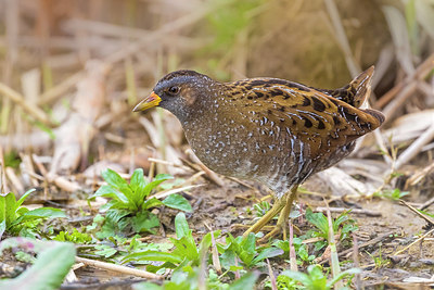 BUITEN BEELD Foto: 317941