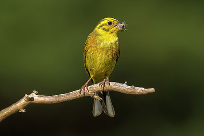BUITEN BEELD Foto: 317963