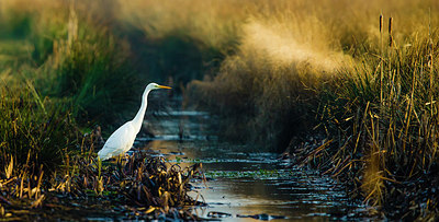 BUITEN BEELD Foto: 317983