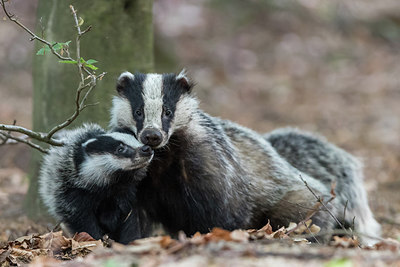 BUITEN BEELD Foto: 317994