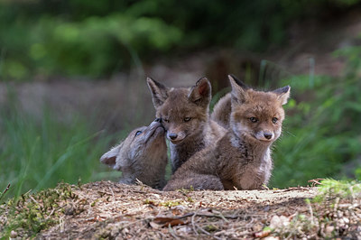 BUITEN BEELD Foto: 317997
