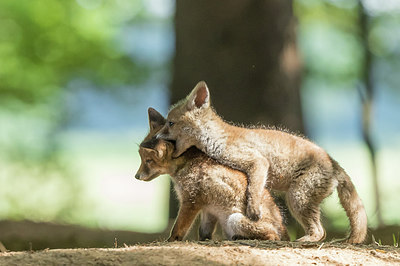 BUITEN BEELD Foto: 317998