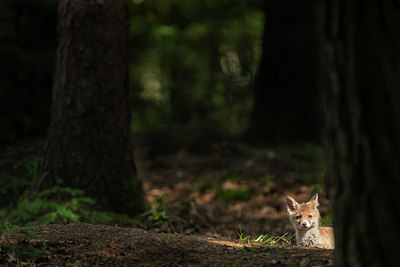 BUITEN BEELD Foto: 317999