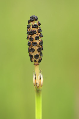 BUITEN BEELD Foto: 318042