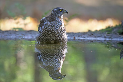 BUITEN BEELD Foto: 318055