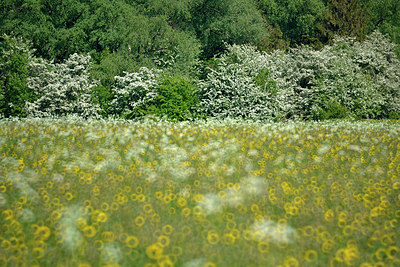 BUITEN BEELD Foto: 318070