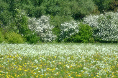 BUITEN BEELD Foto: 318093