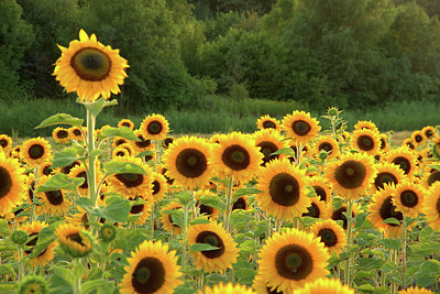 BUITEN BEELD Foto: 318105